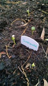 11027938_10205576659847195_8735962060634804251_n